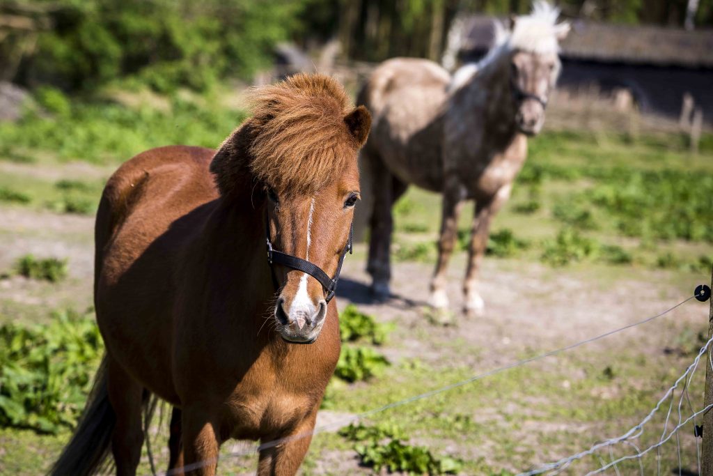 Brun shetlandspony iført en sort grime står i forgrunden på en solbeskinnet fold og kigger mod kameraet; i baggrunden ses en lys skimmelpony og et elektrisk trådhegn.