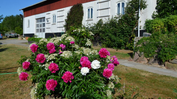 En stor busk af lyserøde og enkelte hvide pæoner blomstrer i forgrunden foran en hvid gårdbygning med rød overetage. Stenbed, indkørsel og grønne buske omgiver haven under en klar blå himmel.
