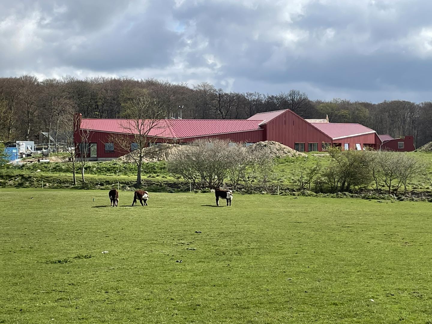 Tre køer græsser på en stor grøn mark foran en lang rød ladebygning ved en skovkant, med krat og jordhobe foran bygningen og en skyet himmel over landskabet.