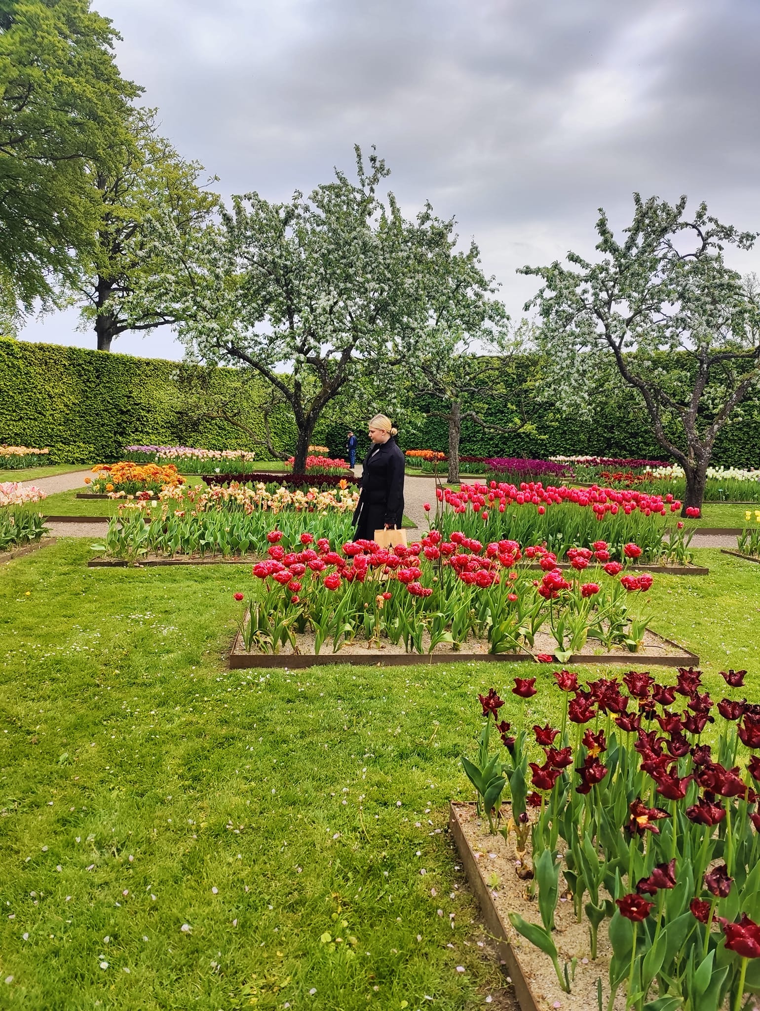 Kvinde i sort frakke med blondt opsat hår og en brun papirpose går langs grussti mellem firkantede blomsterbede med røde, lyserøde og mørkerøde tulipaner i en velplejet have. Baggrunden viser blomstrende frugttræer, tætte grønne hække og en grå, skyet himmel.