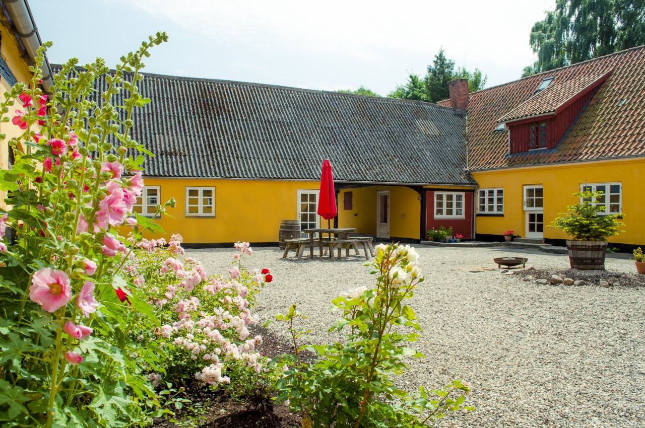 Gule bondehuse danner en rummelig grusgård med et træbord og bænke under en rød parasol i midten; i forgrunden står lyserøde stokroser og rosenbuske i blomst.