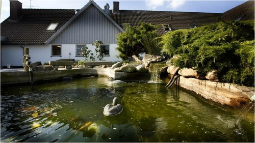 Havebassin i baghaven med en dekorativ svanefigur flydende i forgrunden, vandet grønligt og spejler sollyset. Et lille vandfald strømmer fra sten og tæt beplantning ved kanten, og et hvidt parcelhus med terrasse står i baggrunden.