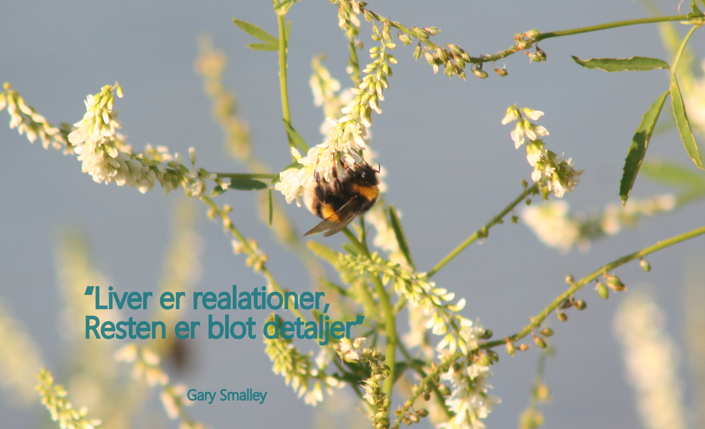 En humlebi sidder og samler nektar på små hvide blomster med en blød blågrå baggrund; tekst på billedet: 'Liver er realationer, Resten er blot detaljer' Gary Smalley.