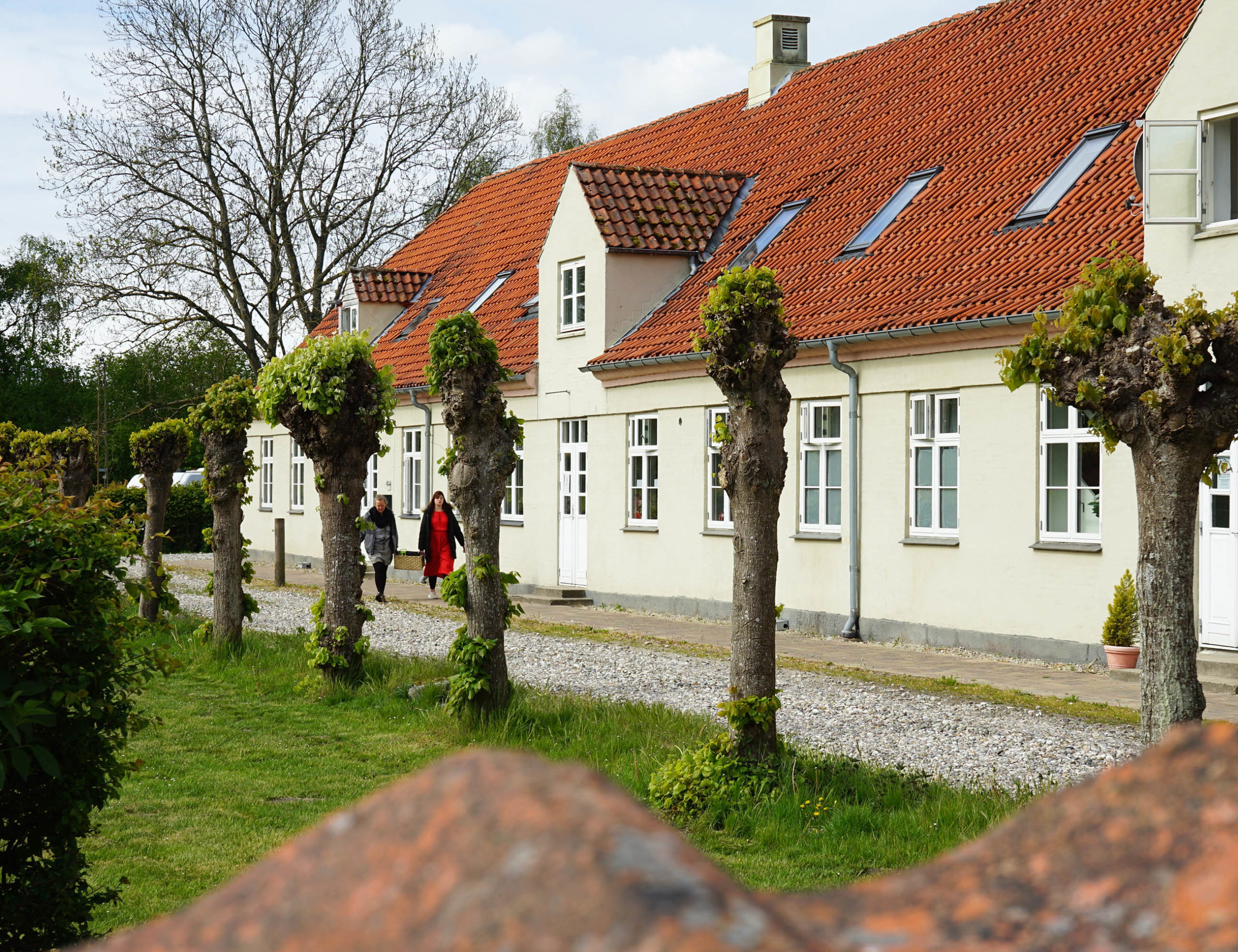 Række af beskårne træstammer med friske skud foran en lang lysegul bygning med rødt tegltag, mens to personer, hvoraf den ene har en rød frakke, går langs grusgangen mellem træerne og huset.