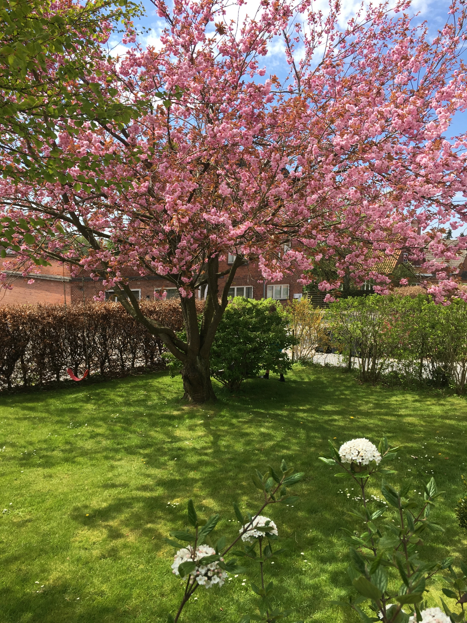Stor, pink blomstrende kirsebærtræ står midt i en solskinsfyldt forhave og kaster skygger på den grønne græsplæne. I forgrunden er små hvide blomster, og i baggrunden ses hække og røde murstenshuse under en delvist blå himmel.