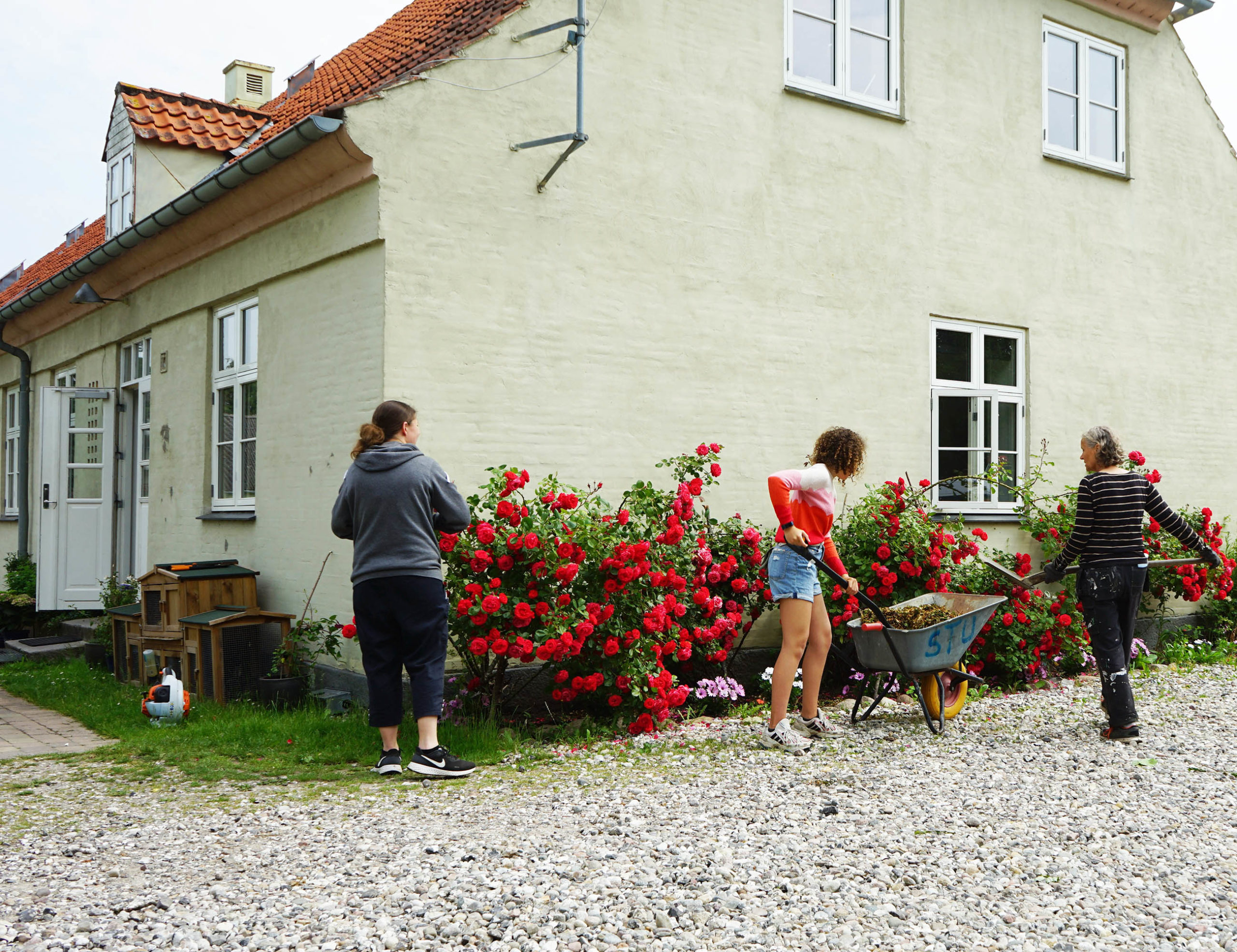 Tre personer arbejder i forhaven ved et lyst hus med store røde roser; en ung kvinde i rød-hvid bluse og jeansshorts skovler haveaffald i en trillebør, en ældre person i stribet trøje holder trillebørens håndtag, og en person i grå hættetrøje står ved rosenbæltet. Tekst på trillebøren: u0022STVu0022.