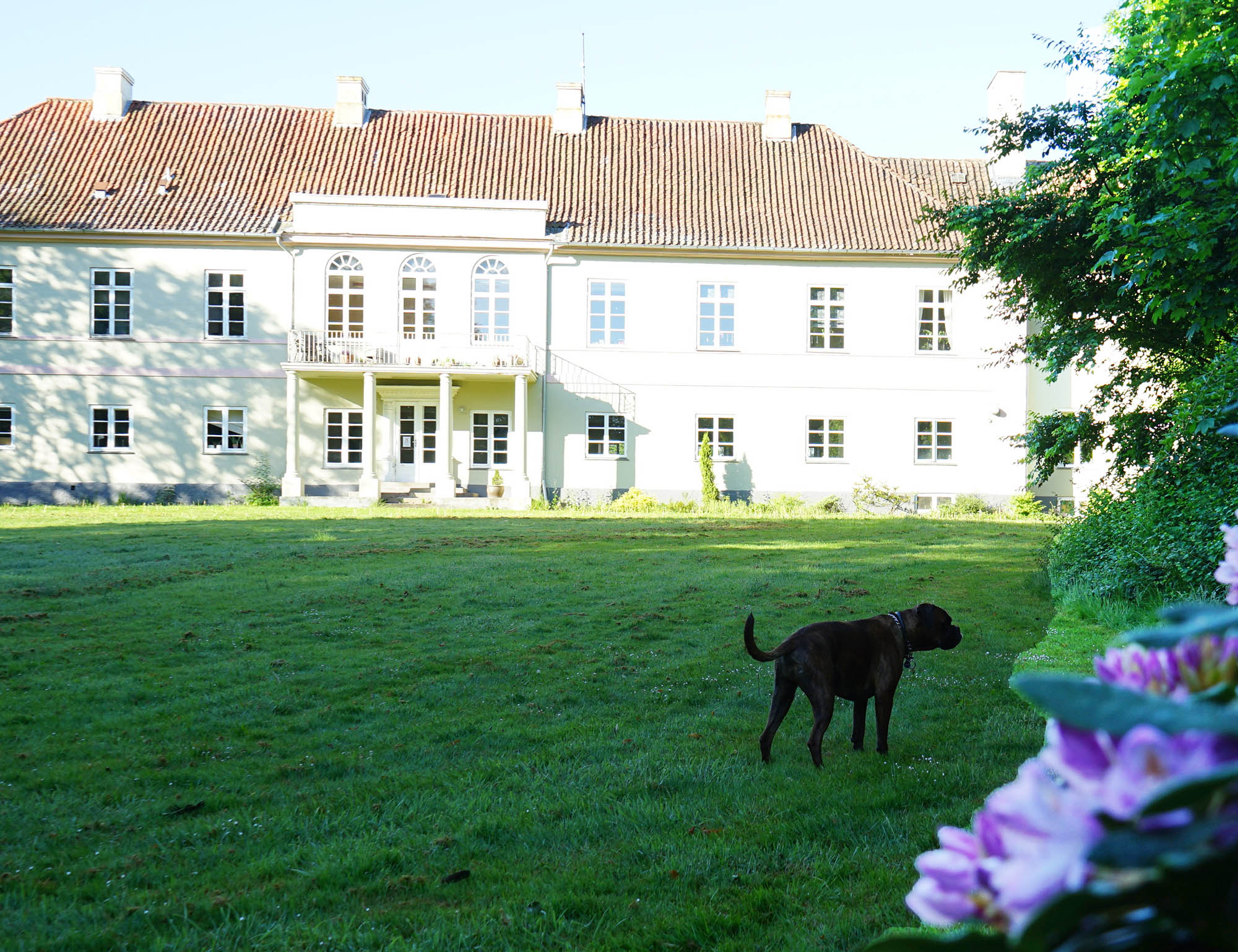 Et stort lyst herregårdshus står i sollys bag en bred grøn græsplæne; huset har mange vinduer og en indgang med søjler. En mørk brindle hund står på plænen og ser mod højre, mens lyserøde blomster og grønne blade er slørede i forgrunden til højre.
