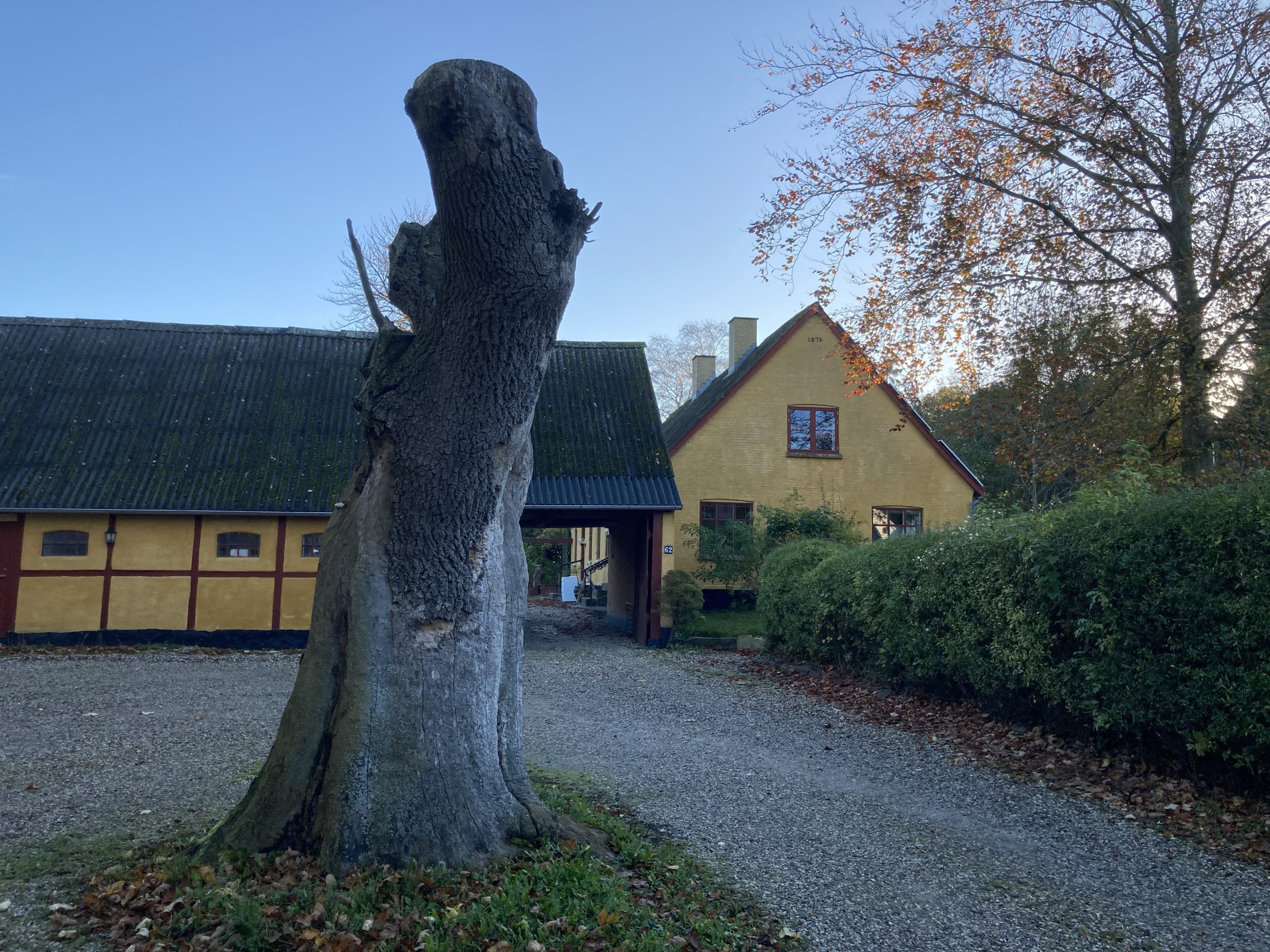 Stor afhugget træstamme står i forgrunden på en gruset indkørsel. I baggrunden ses en gul gårdsbygning og en lade flankeret af en tæt hæk og træer med efterårsfarver under en klar blå himmel.
