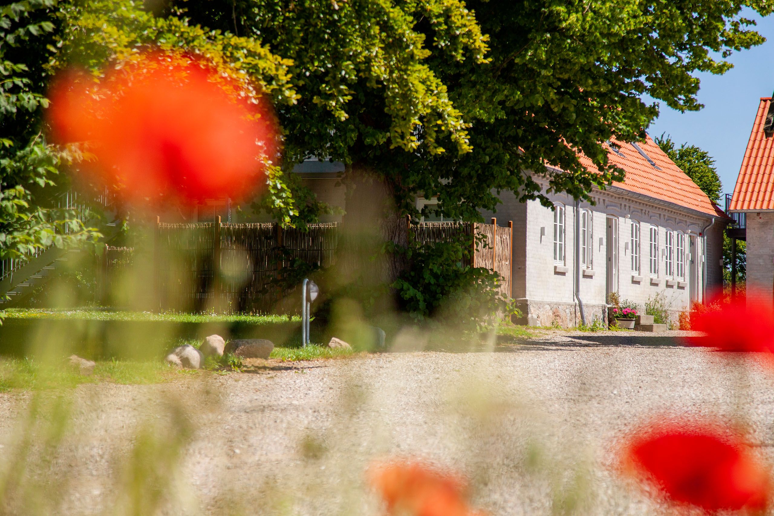Slørede røde valmuer i forgrunden, en grusvej fører mod et hvidt landhus med orange tegltag og store skyggefulde træer på en solrig dag.
