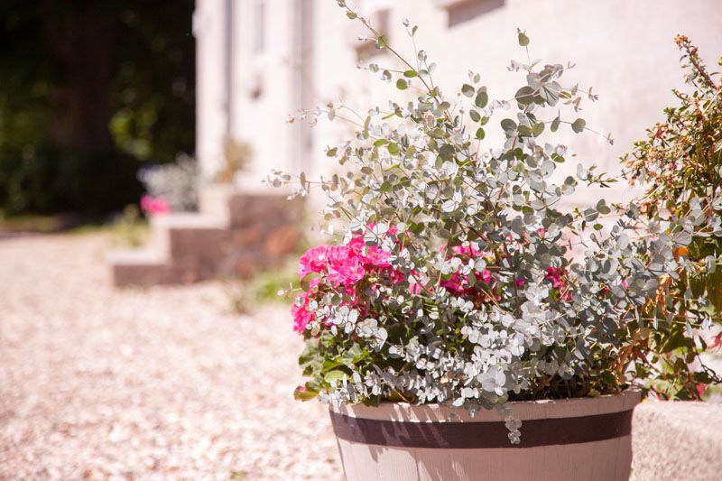 En beige urtepotte står på en gruset indkørsel og rummer lyserøde pelargonier omgivet af sølvgrå eukalyptus, med et lyst hus i blød, solbelyst baggrund.