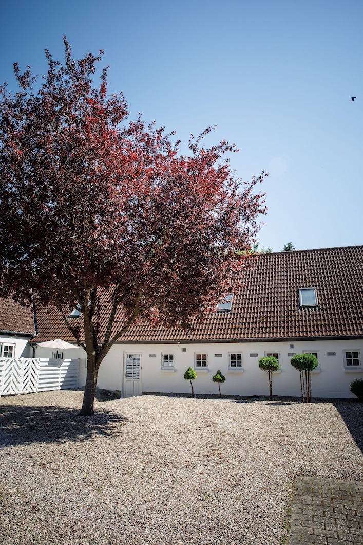 Stort rødbladet træ dominerer en grusbelagt gårdsplads og kaster skygge foran en lav, hvid bygning med rødt tegltag og små klippede træer, mens en fugl flyver i den klare blå himmel.